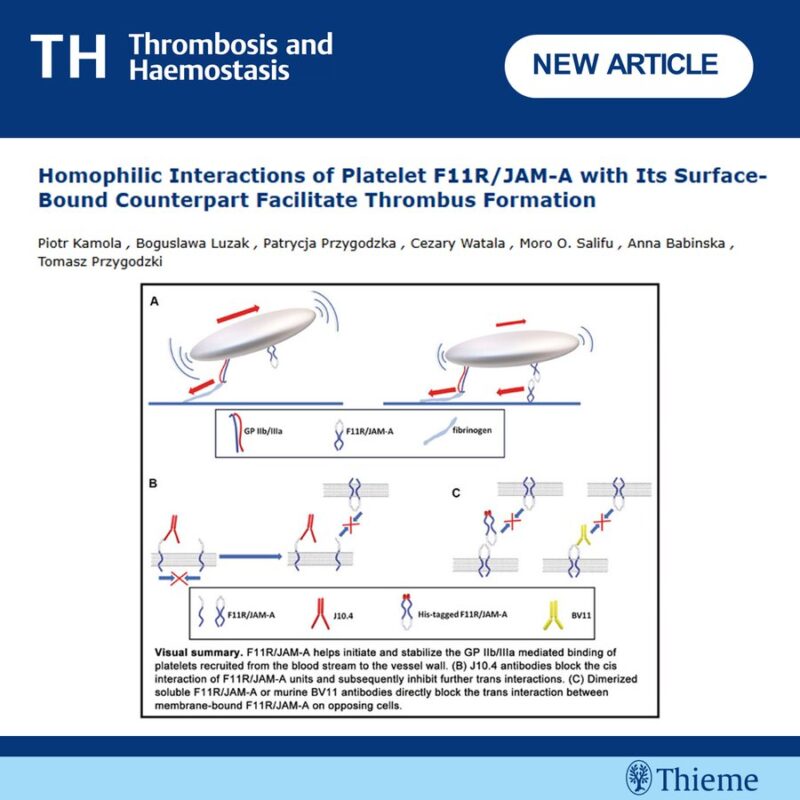 Study Reveals F11R/JAM-A’s Role in Platelet-Mediated Thrombus Formation