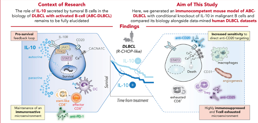 IL-10 From Tumoral B Cells Modulates the Diffuse Large B-Cell Lymphoma Microenvironment and Response to Immunotherapy
