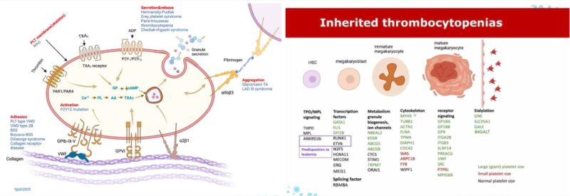 Alfadil Haroon on Inherited Platelet Disorders: Know The Basics