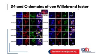 C-Terminal VWF Variants in von Willebrand Disease: Functional Insights from the D4-C6 Domains