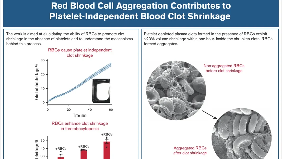 Red Blood Cell Aggregation Within a Blood Clot Causes Platelet-Independent Clot Shrinkage: Harry Blackwood