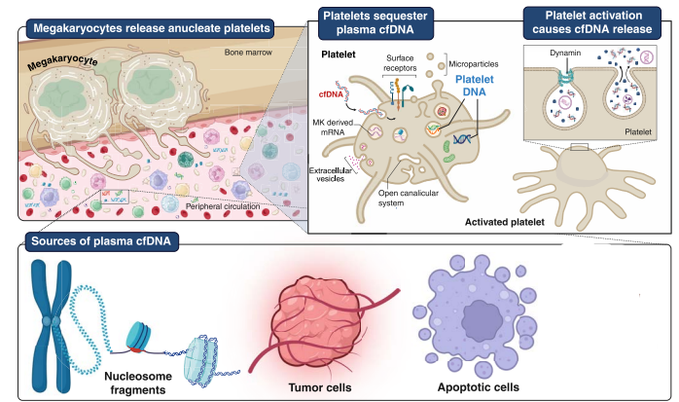 Platelets Carry Tumor DNA! Powerful Potential for Liquid Biopsies and Precision Cancer Detection