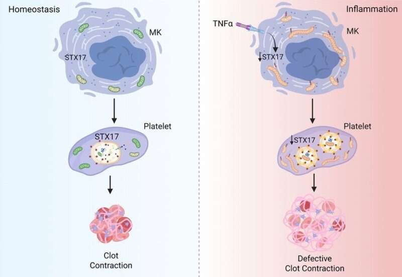 TNF-α–Mediated Platelet Dysfunction: Inflammation, Autophagy Inhibition, and Thrombosis Risk