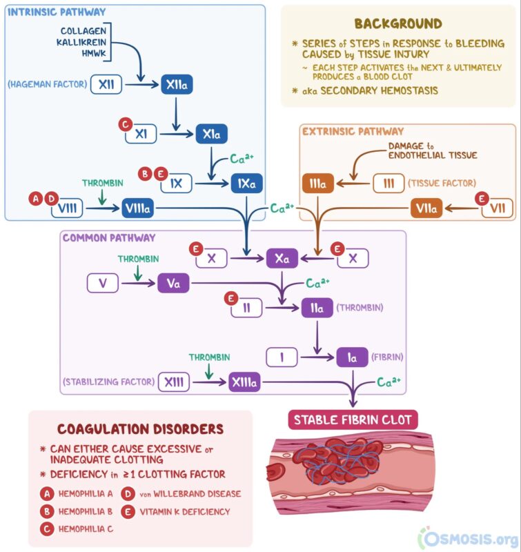 The Body Explained on Blood Clotting Pathways