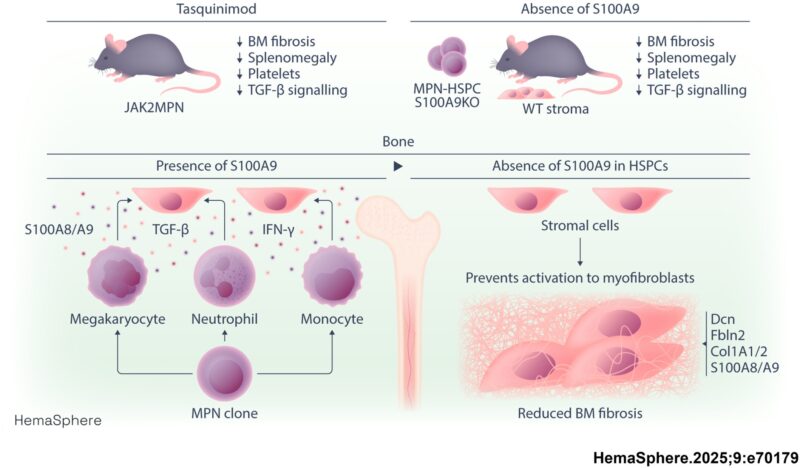 Hélène Gleitz-Broeders: Targeting Stromal Crosstalk to Reverse Bone Marrow Fibrosis