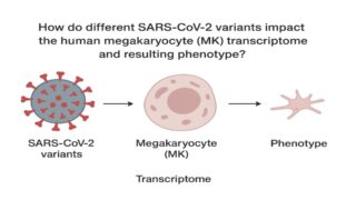 How SARS-CoV-2 Variants Impact Human Megakaryocytes: Transcriptome and Phenotype Analysis