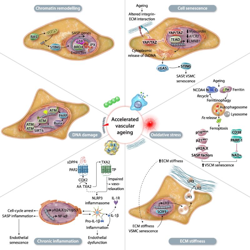 Patrick Lacolley on Aging in the Vascular System: Mechanobiology, Computational Insights and Oxidative Stress