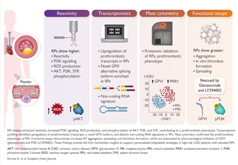 Dario Bongiovanni Presents Milestone Discovery on Reticulated Platelets at ESC Congress 2025
