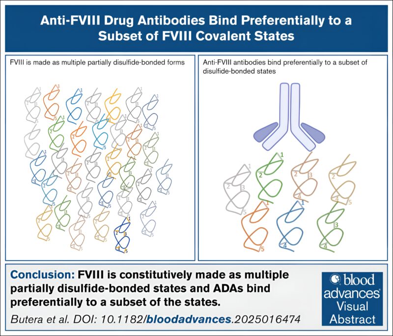 Diego Butera: Insights on Anti-FVIII Antibodies and Their Selective Binding
