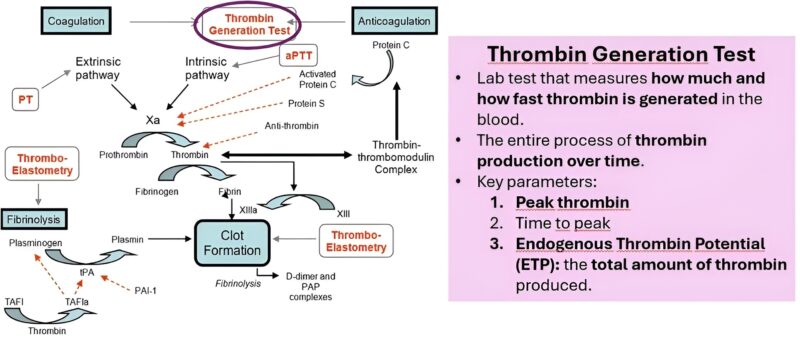 Francisco López Romero-Salazar Shares A Closer Look at ROTEM and Thrombin Generation Assays