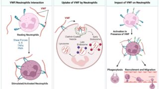 Inflammation: How VWF Influences Neutrophil Function