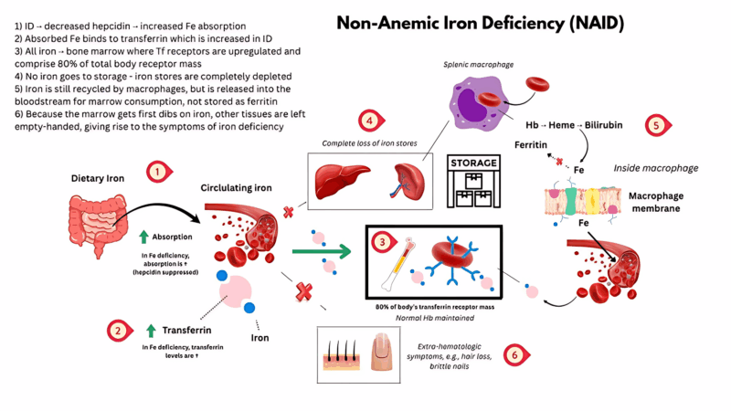 Non-Anemic Iron Deficiency