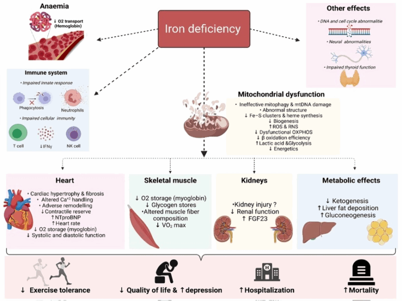 Iron Deficiency