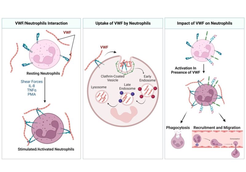 Hamideh Yadegari on The Interplay Between Circulating VWF and Neutrophils