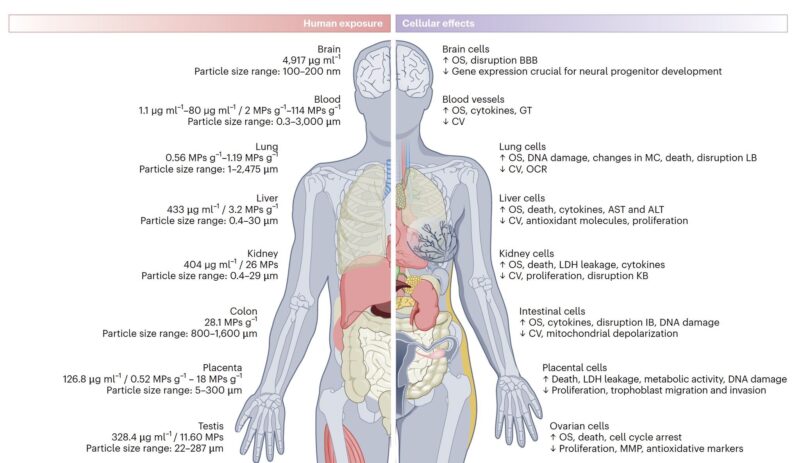 Eric Topol Shares a Study on The Consequences of Our Pervasive Exposure to Micro- and Nanoplastics