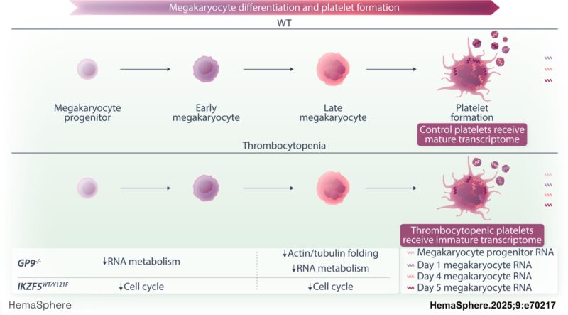Koenraad De Wispelaere on Transcriptome Profiling of Megakaryocytes and Platelets