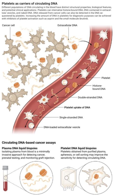 Jeanne Inchauspé on Platelets Carrying Tumor DNA