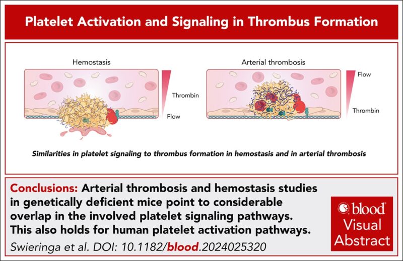 Frauke Swieringa: We Take a Deep Dive Into How Platelets Drive Thrombus Formation