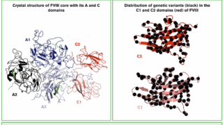 Decoding FVIII Variants for Better Clinical Insights