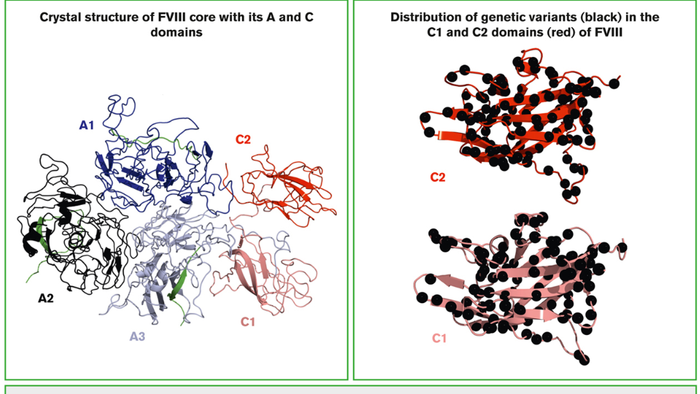 Decoding FVIII Variants for Better Clinical Insights