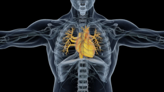 Coronary Arteries, Pericardial Cavity, and the Hidden Danger of Cardiac Tamponade During PCI-By Ahmed Ata
