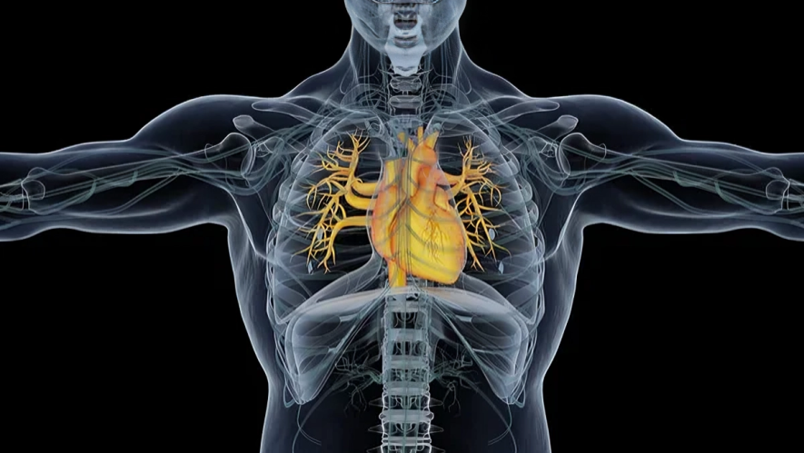 Coronary Arteries, Pericardial Cavity, and the Hidden Danger of Cardiac Tamponade During PCI-By Ahmed Ata