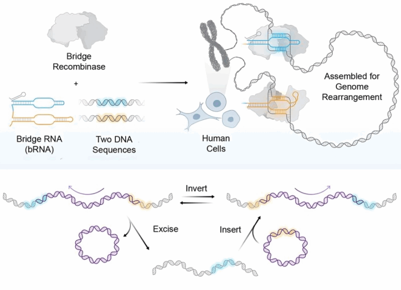 DNA