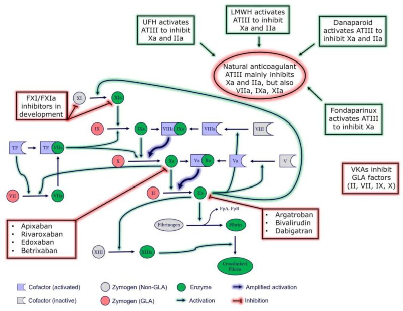 Anticoagulation Therapy