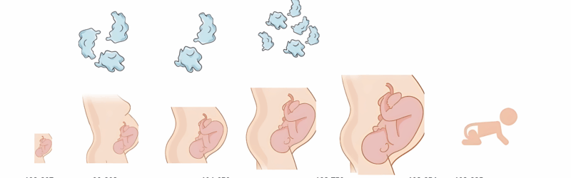 Dianne E. van der Wal: Platelets in the Newborn