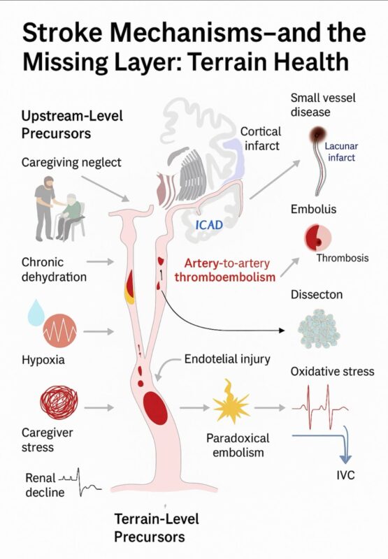 Linda Hayes Bennett on The Terrain-Level Determinants of Ischemic Stroke