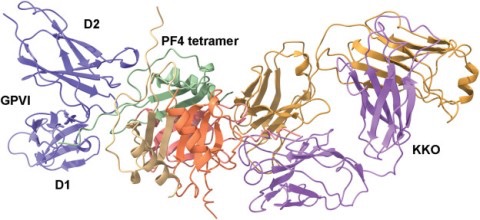 Ivo Francischetti and Colleagues on Glycoprotein VI Contributing to Platelet Activation in HIT