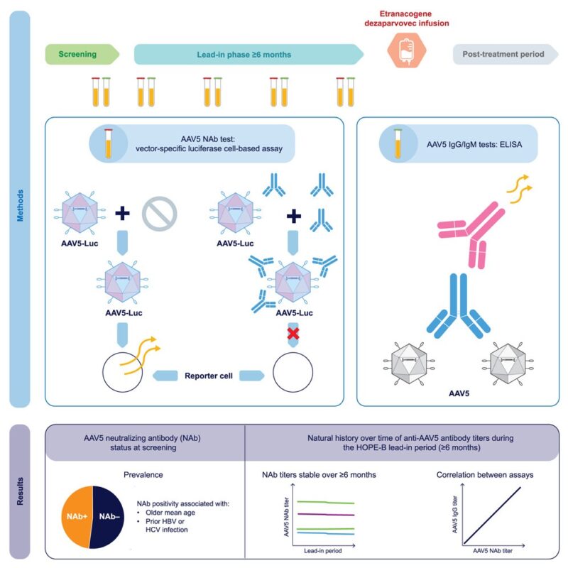 New Insights On Pre-Existing AAV5 Abs in Haemophilia B Gene Therapy