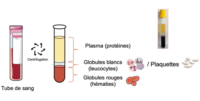 Coagulation Cascade