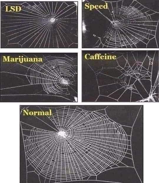 Nicolas Hubacz: How Psychoactive Drugs Alter Spider Web Construction