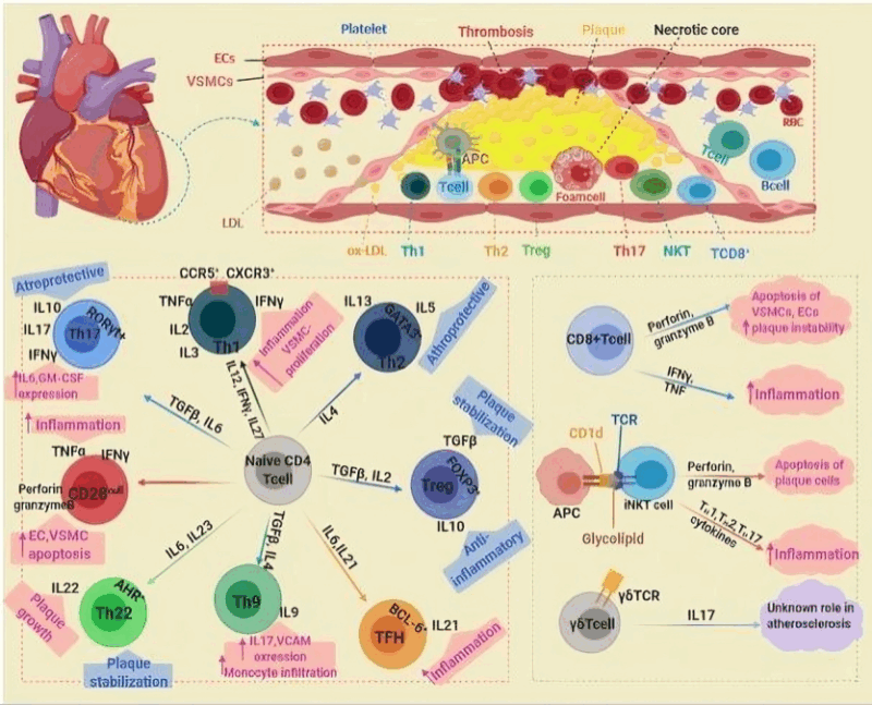 Davood Bashash: The Immune System’s Role in Atherosclerosis 1 Davood Bashash