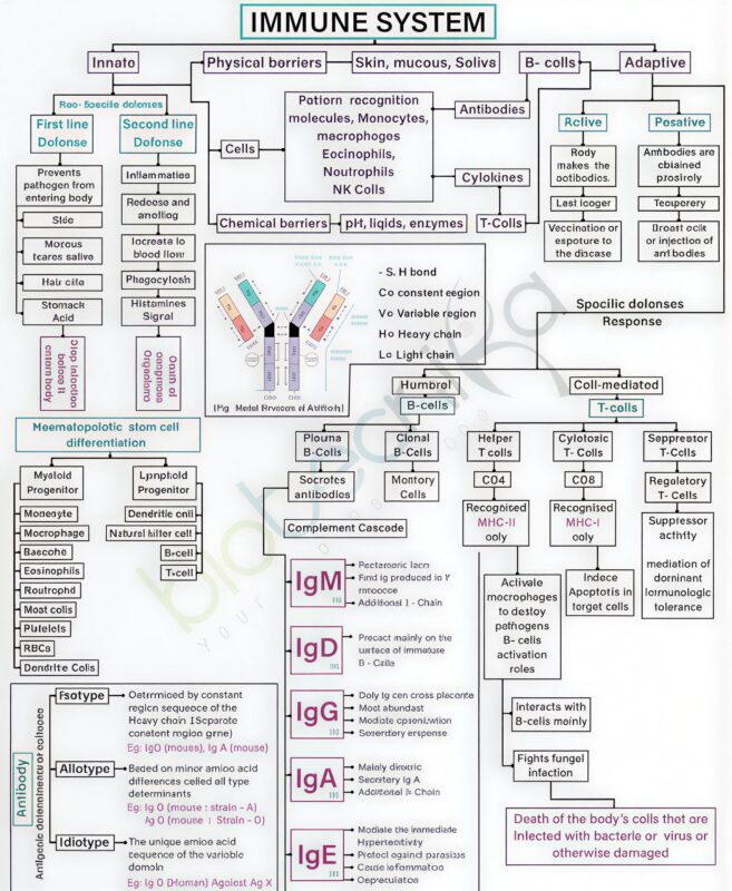 William Wallace: Your Immune System Doesn't only Defend, it Remembers 1 Immune System