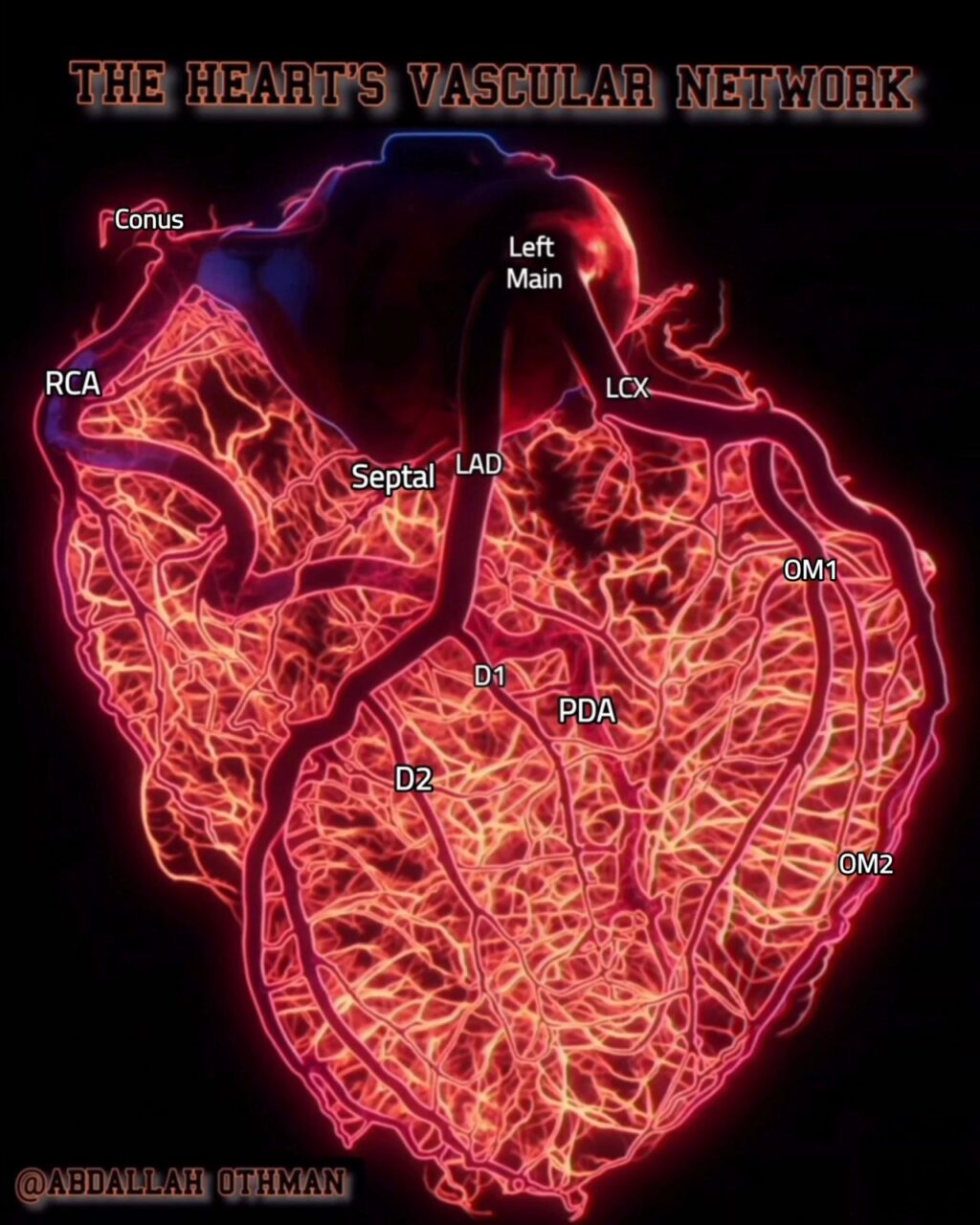 Abdallah Othman About Cardiac Vasculature 1 Abdallah Othman About Cardiac Vasculature