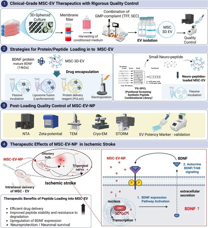 Oh Young Bang on Enhancement of Post-Stroke Neuroregeneration 1 Oh Young Bang on Enhancement of Post-Stroke Neuroregeneration
