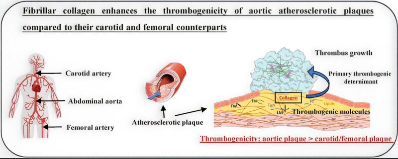 Thrombogenic
