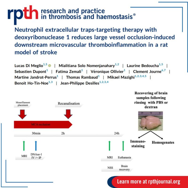 Lucas Di Meglio and Team Show That Targeting Extracellular DNA Mayy Reduce Microvascular Thrombosis
