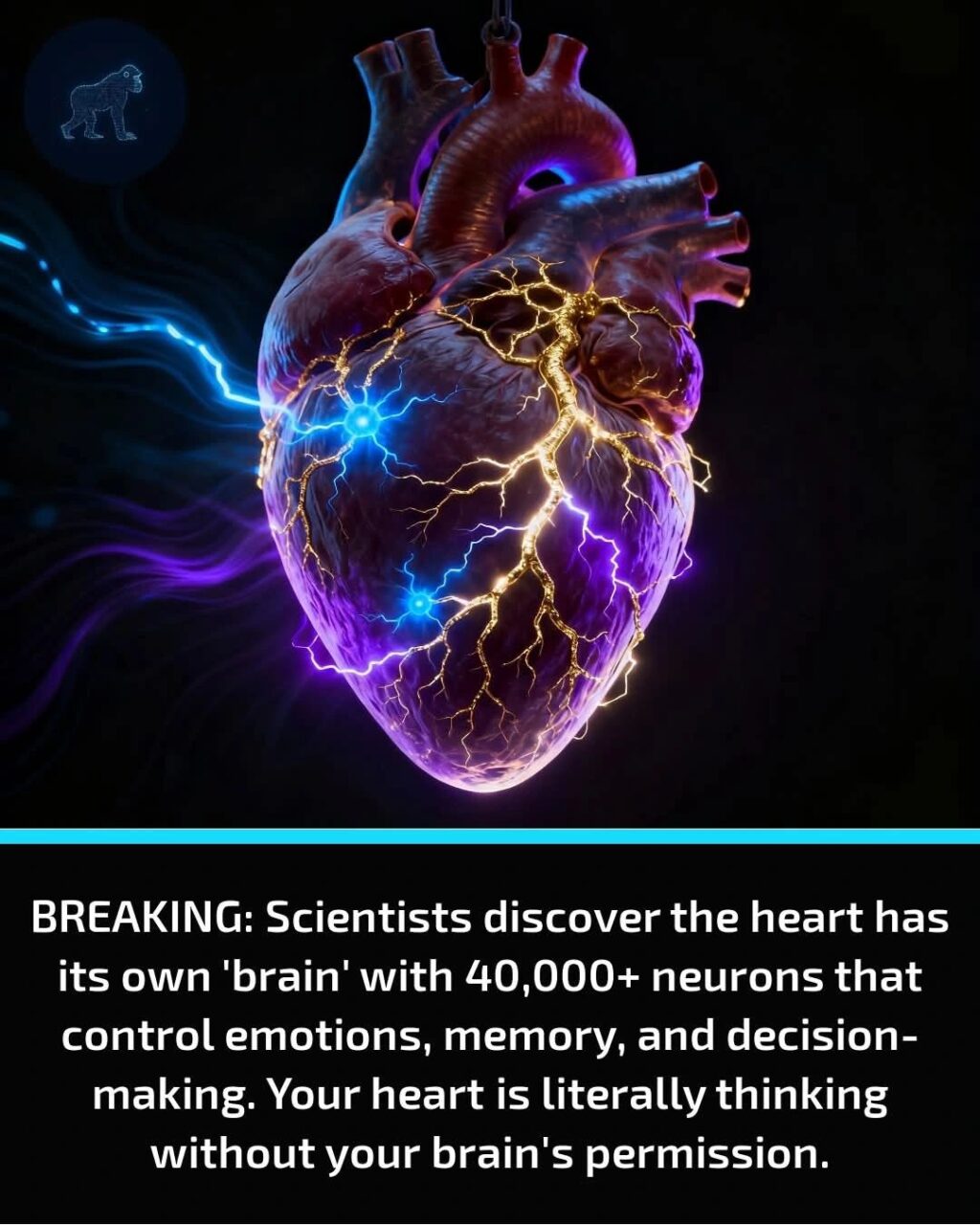 Vincentius Liong/Leong: Your Heart is Literally Thinking Right Now 1 Vincentius Liong/Leong: Your Heart is Literally Thinking Right Now