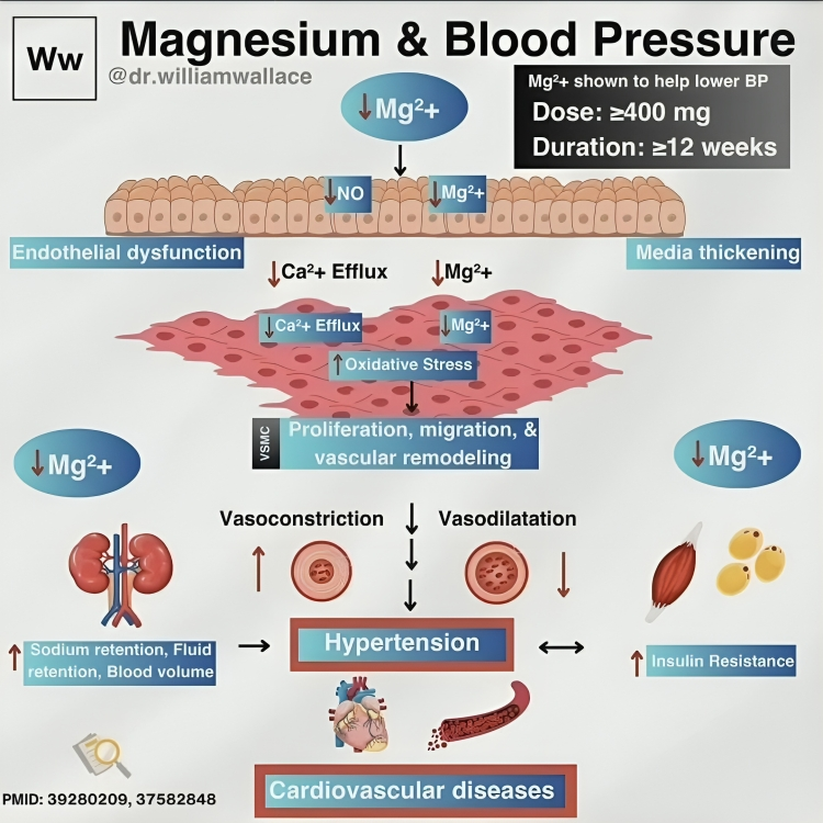 William Wallace: Magnesium - Role in Blood Pressure Regulation 1 Magnesium