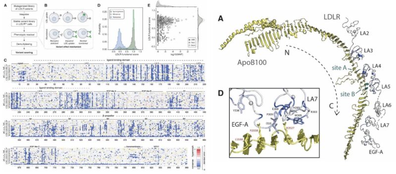 Euan Ashley on the Functional Landscape of Coding Variation in the FH Gene LDLR