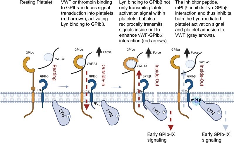 Yaping Zhang on Two-Way GPIb-IX Signaling in Platelet Activation and VWF Binding 1 Yaping Zhang on Two-Way GPIb-IX Signaling in Platelet Activation and VWF Binding