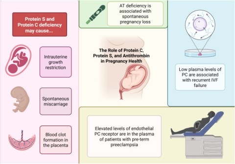 Teagan Prouse and Colleagues on Alternate Functions of Physiological Anticoagulants