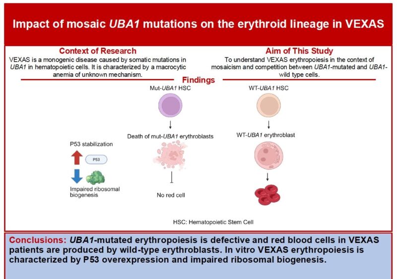 VEXAS Anemia is a Mosaic Erythroblastopenia: A New Publication from Hermine Laboratory