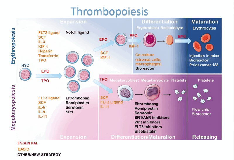 Thrombopoiesis