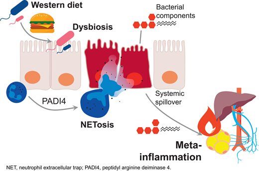 Jim Hoffman on the Gut-Vascular Axis: How a Poor Diet Fuels NETosis and Immunothrombosis