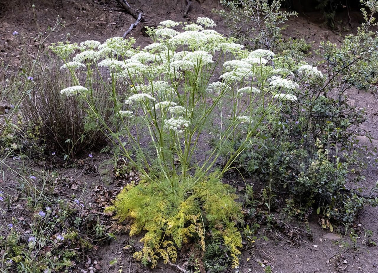 William E: COVID-19 Survivors Face Higher Stroke Risk Up to 4 Years Later 2 William E: COVID-19 Survivors Face Higher Stroke Risk Up to 4 Years Later