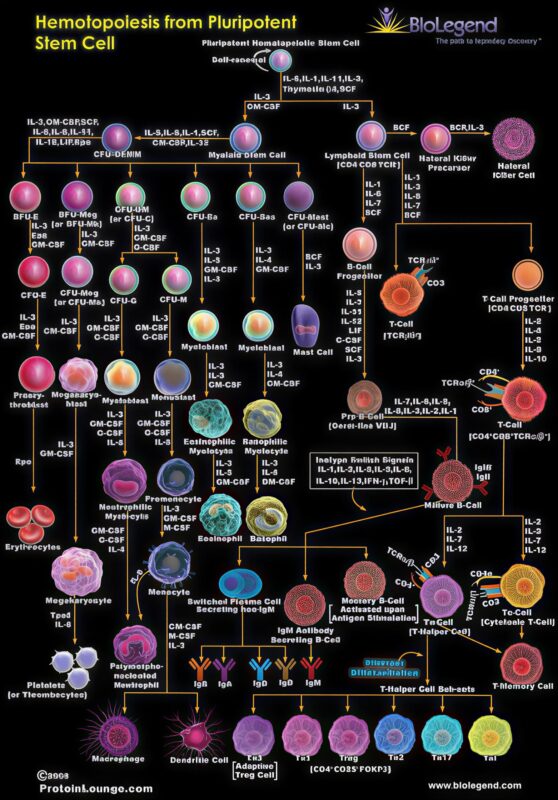 Your Entire Immune System Starts with One Cell 1 Immune System